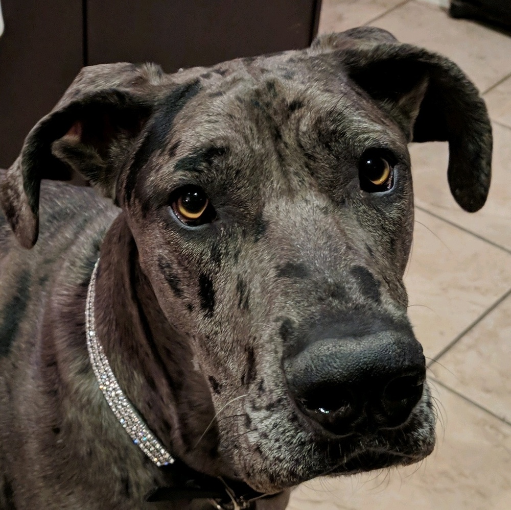 Live Show Notification🔥Boston302